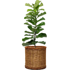 ficus-lyrata
